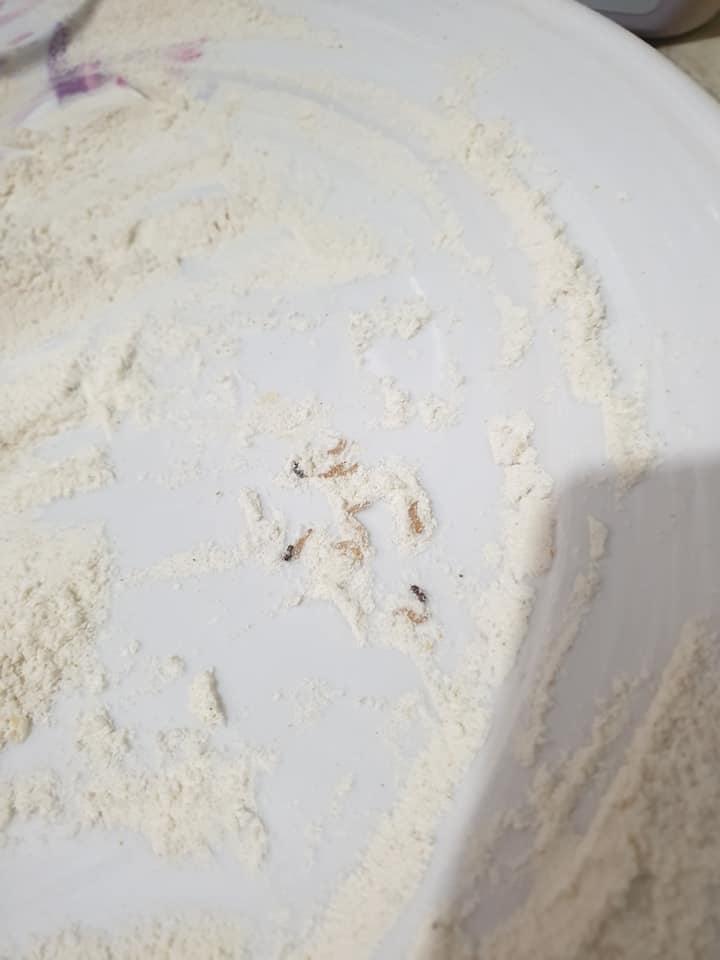 flour 1