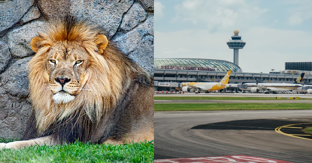 LIONS THAT ESCAPED FROM CONTAINERS AT CHANGI AIRPORT NOT FROM S'PORE ZOO