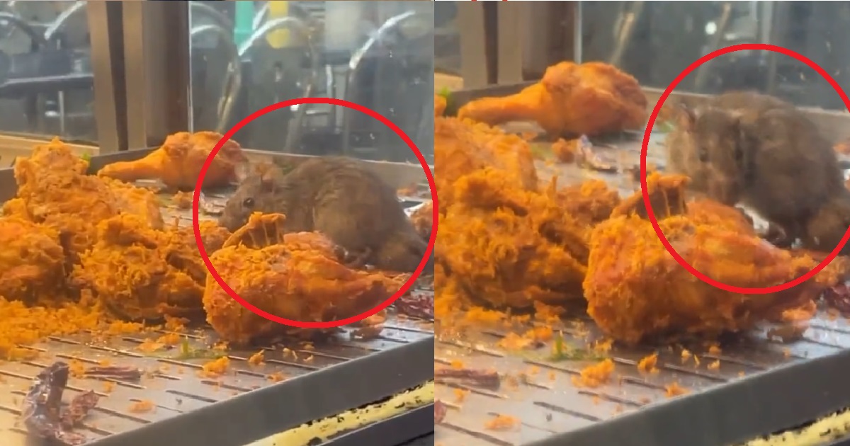 GIANT RAT ENJOYING FRIED CHICKEN AT EATERY LIKE IN THE RATATOUILLE MOVIE