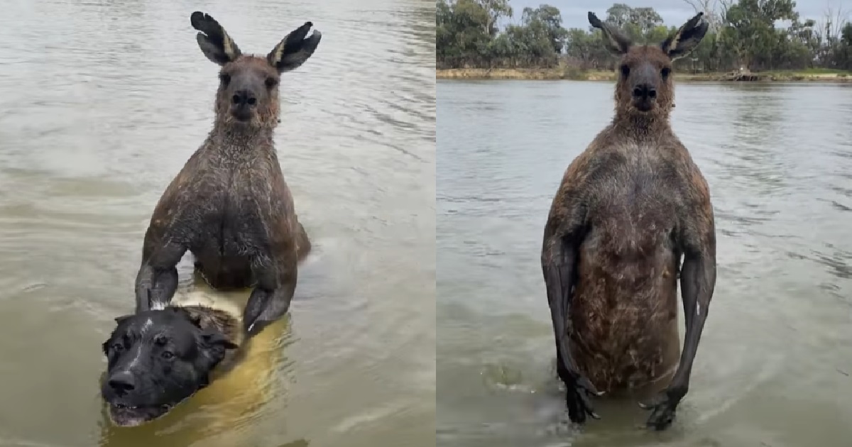 MAN 1V1 WITH "BUFF" KANGAROO THAT WAS ATTACKING HIS DOG, PUNCHED IT IN