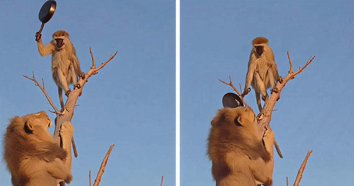 Lion Left Stunned After Monkey “Bonks” It With Frying Pan in Viral Photo