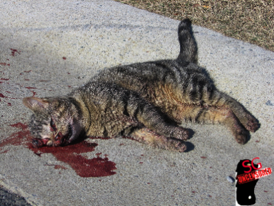 Yishun Cat Killer On The Run!