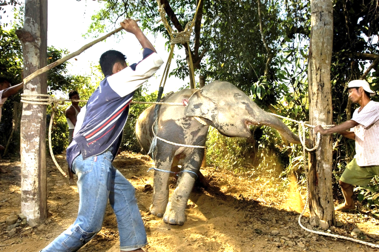 Stop Watching Animal Shows In Thailand