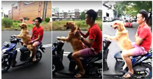 Dog Riding Motorcycle On Road! (video)