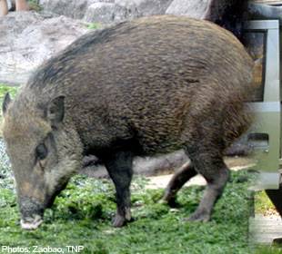 Wild Boar At Bukit Panjang!