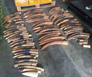 Illegal Smugglers Of elephant caught by AVA officer