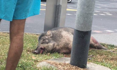 ‘Billy’ The Wild Boar Died In Jurong