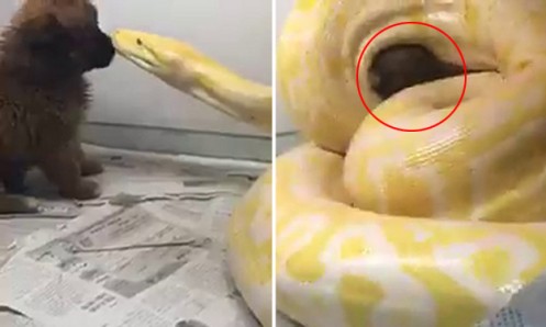 China Guy Feeds Puppy To Snake