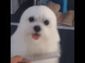Is That A Seal Or A Dog?