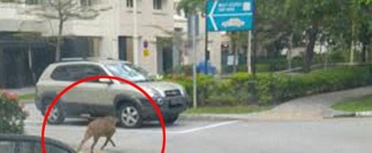 Wild Boar Attack Boy At Punggol