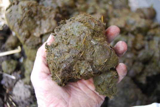 SG Men Imported Elephant Poop Coffee and Realise Its Dog Sh*t