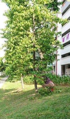 PRC cut down tree for firewood