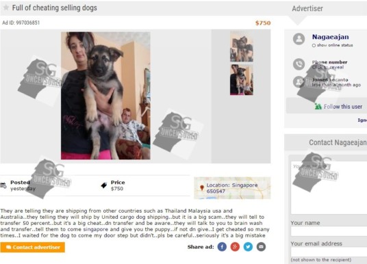 Locanto Fraud Selling Dogs. Take Money and Run