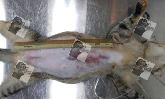 Another Yishun Cat Killer. Cat Thrown From HDB.