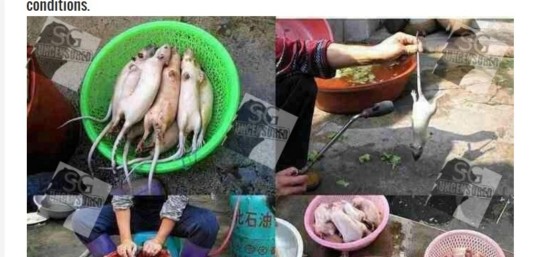 PRC Blackhearted Owner Arrested – Rats Sold As Beef In Restaurant