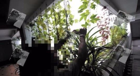 First PRC Cutting Down Trees, Now They Stealing Herbs From My Plants