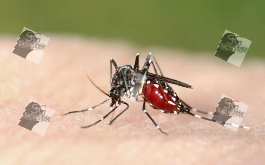 First case of local transmitted Zika virus