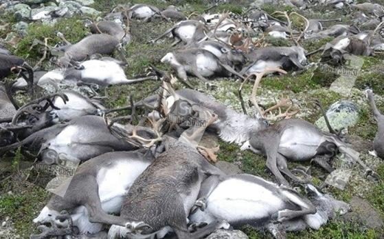 More than 300 reindeer killed by deadly lightning strike