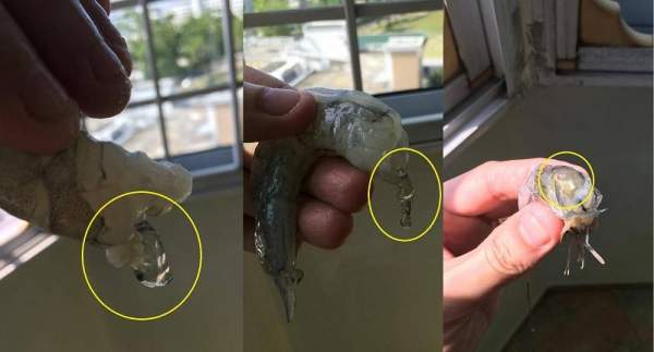 Sheng Siong Food Scandal, Prawns injected with chemicals to make it look bigger?