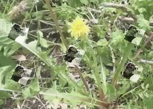 This Plant Root Gets Rids Of 98% Cancer Cells In 48 Hours