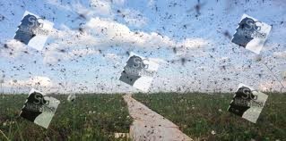 NEA Release 3,000 bacteria-carrying mosquitoes at Braddell