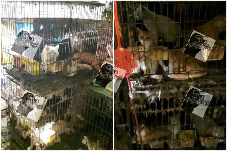 39 cats found in Yishun flat in poor condition