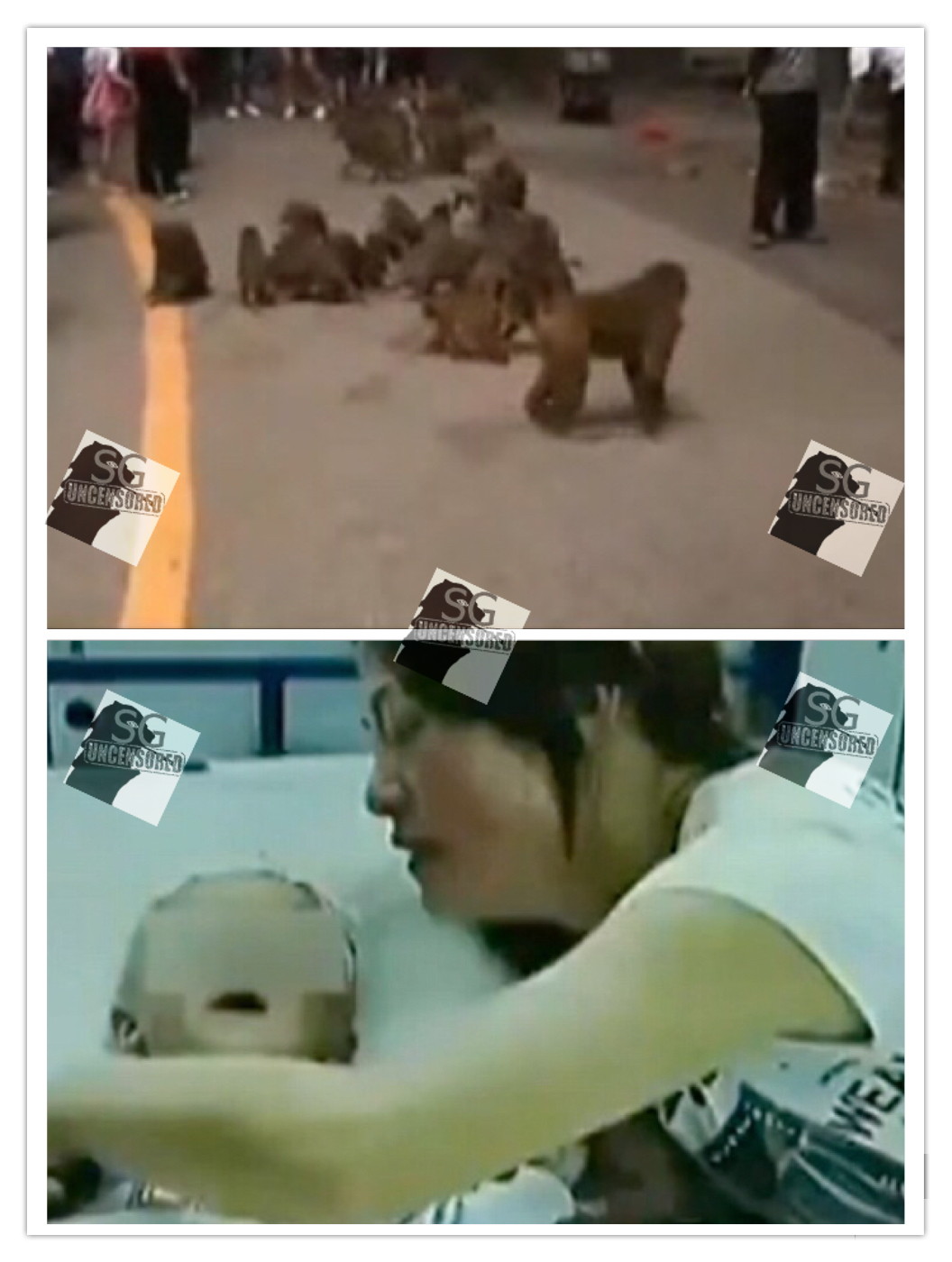 Monkey rip off infant balls in China zoo and eat it