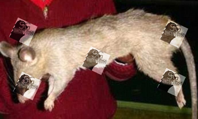 26 YEAR OLD MOM LEFT HER 3 MONTH OLD AT HOME, BABY EATEN BY RAT