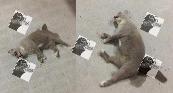 25 year old Cat Killer Will Be Charged For Slamming and Burning Cat