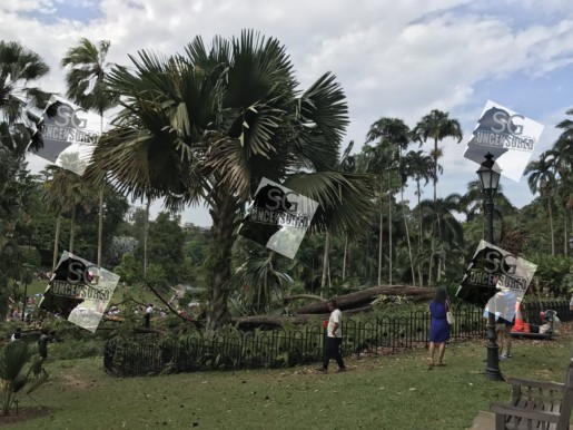 Singapore Botanic Garden Tree Fell ONE DEAD!!! 4 Others Injured!!!