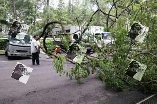 Another Tree Collapse. At Yuan Ching Road. Woman Gravely Injured!!!!