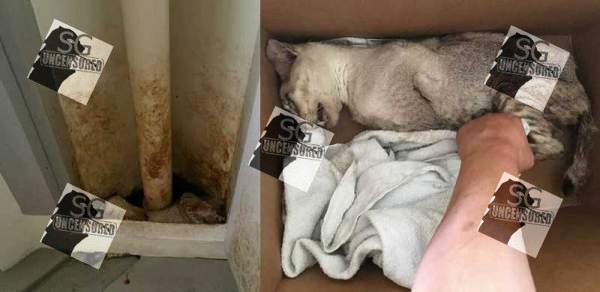 CAT DIED IN PASIR RIS HDB RISER AFTER GETTING TRAPPED