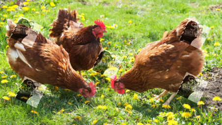 AVA Slaughter The Chickens, Prevents Bird Flu. Then Bird Park How? Birds Flying In The Sky how?