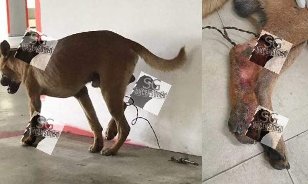 Dog Got Caught By Wild Boar Trap In Singapore!!!! wait….Trap? its illegal