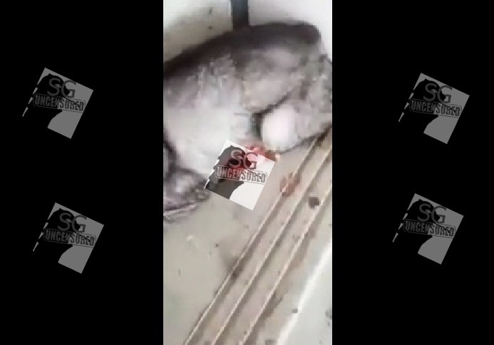 Cat Tortured, Guts Came Out Near Red Hill Market (Video)