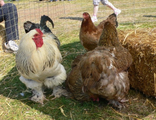 OMG. LOOK AT THE SIZE OF THE CHICKEN(Video)