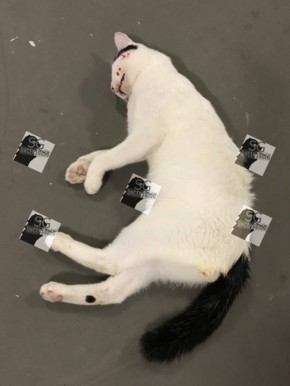 Cat found dead at ground floor of a block at Henderson road