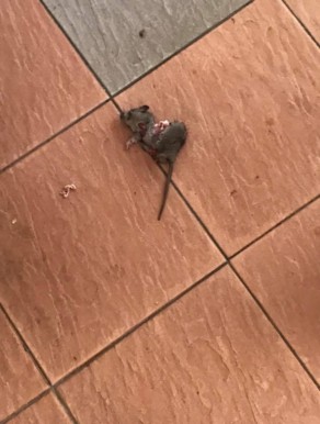 Rat fall and add “extra favour” to man food at Bedok coffee shop