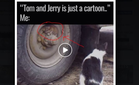 Tom and Jerry IS REAL! (Video)
