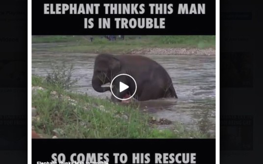 Even Elephants Have A Kind Heart. Can You ?
