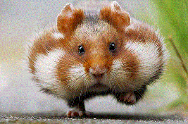 Article has been removed.  Here’s a picture of a hamster