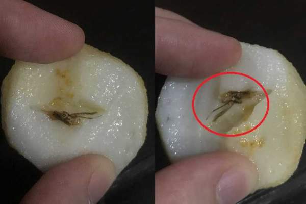 SHOPPER FOUND FLY IN BOBO FISHBALL. BOUGHT FROM NTUC 2 DAYS AGO