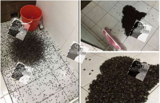 Swarm of Bees Found IN PUNGGOL RESIDENT’S SHOWER HEAD!!