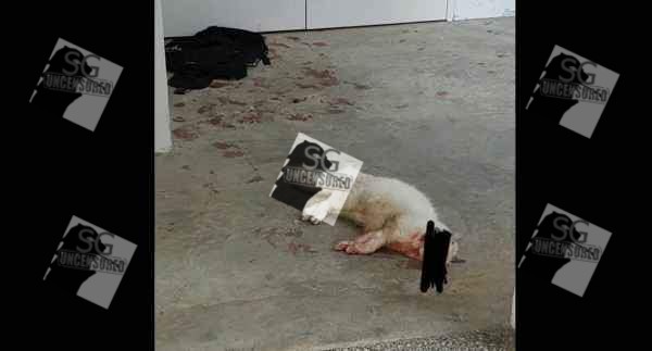 SOMEONE IN YISHUN IS KILLING 1 CAT PER WEEK