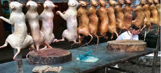 EATING OF DOGS AND CATS ARE NOW BANNED IN TAIWAN!!