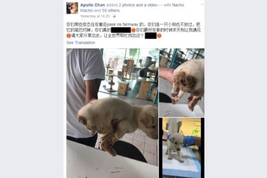 PUPPY DISCOVERED AT PASIR RIS WITH TAIL CHOPPED OFF. WTF?