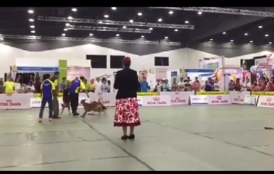 MALAYSIA – DOG SHOW BECOME DOGFIGHT KICK OTHER PEOPLE DOG! (VIDEO)