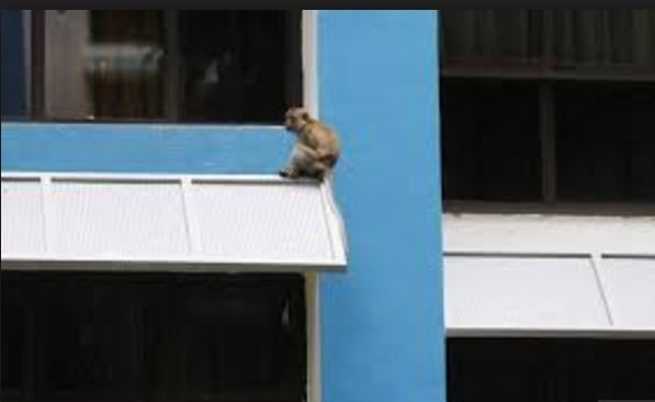 SEGAR ROAD MONKEY BUSINESS SAGA. WILL IT END LIKE THE SIN MING CHICKENS?