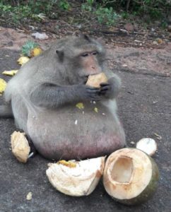 FATTEST MONKEY IN THAILAND? PROBABLY THE FATTEST IN THE WORLD! 2