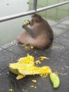 FATTEST MONKEY IN THAILAND? PROBABLY THE FATTEST IN THE WORLD! 3